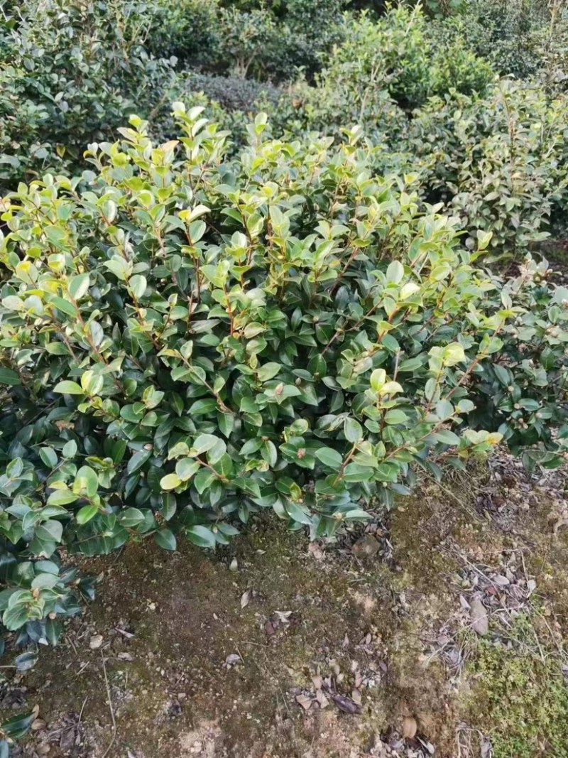 茶梅大红花茶梅福建茶梅种植基地苗农一手货源批发