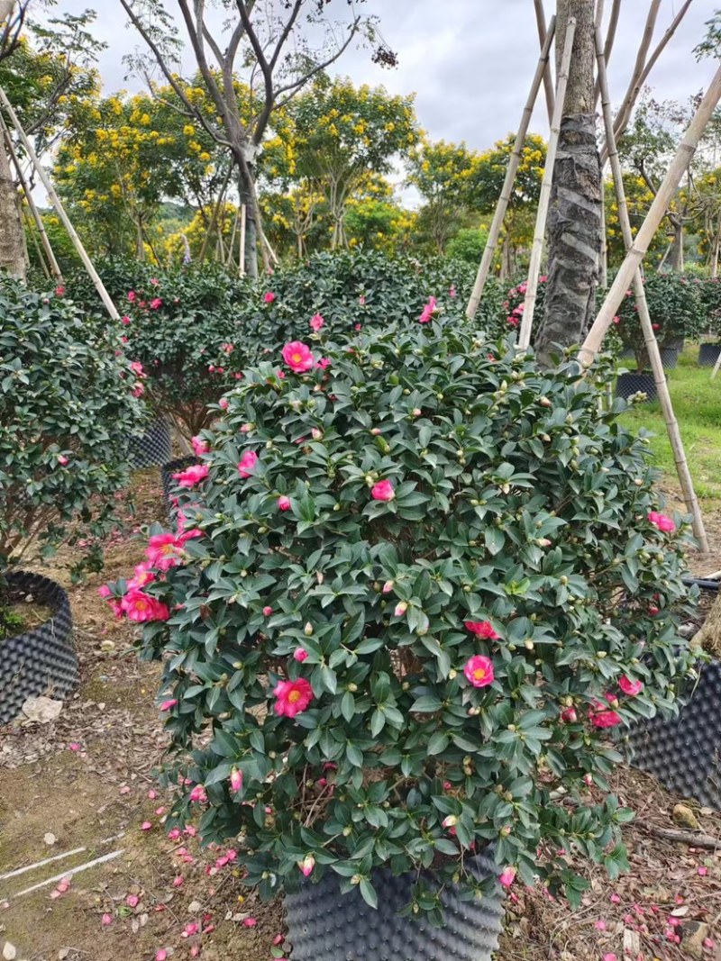 茶梅大红花茶梅福建茶梅种植基地苗农一手货源批发