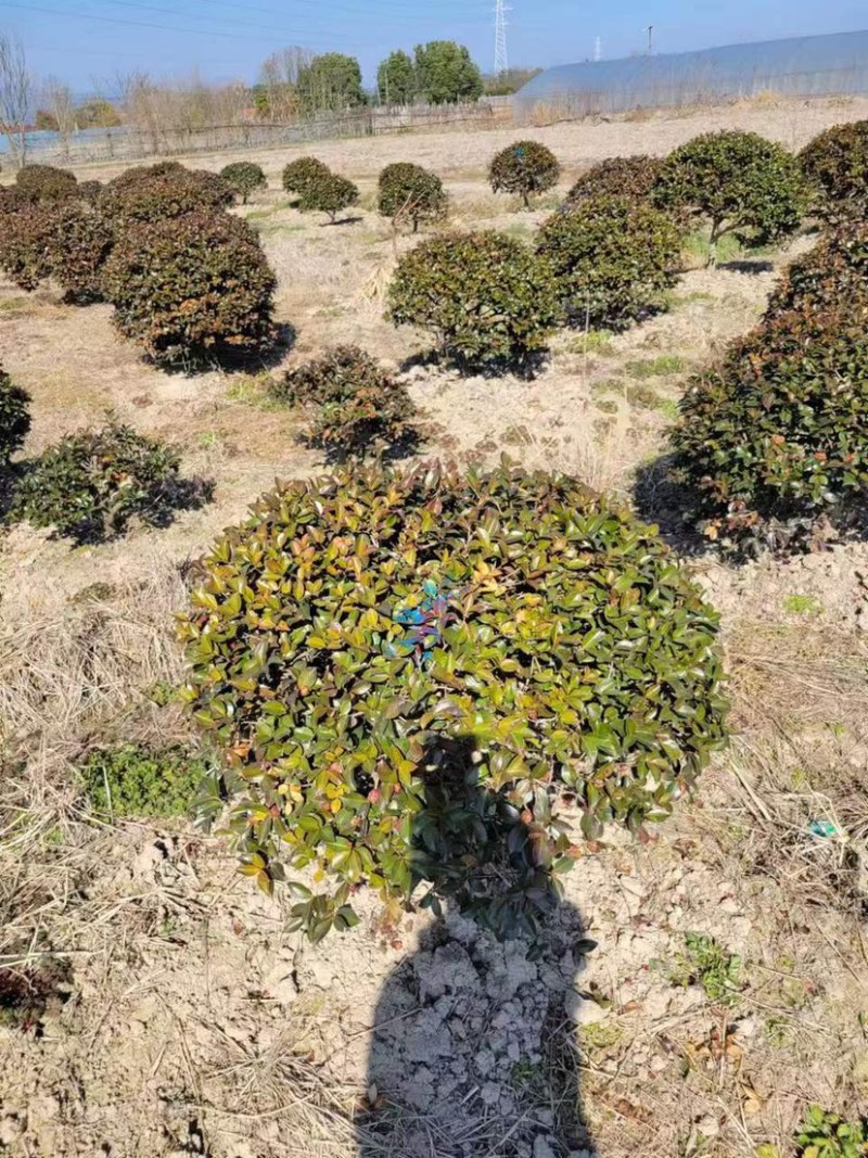 茶梅大红花茶梅福建茶梅种植基地苗农一手货源批发