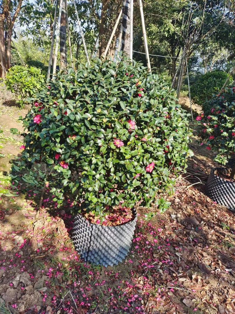 茶梅大红花茶梅福建茶梅种植基地苗农一手货源批发