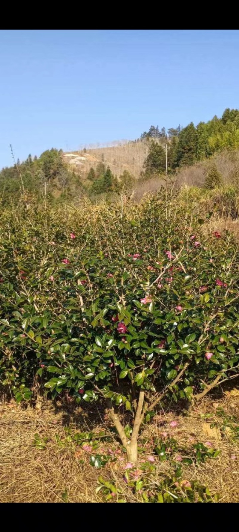 茶梅大红花茶梅福建茶梅种植基地苗农一手货源批发