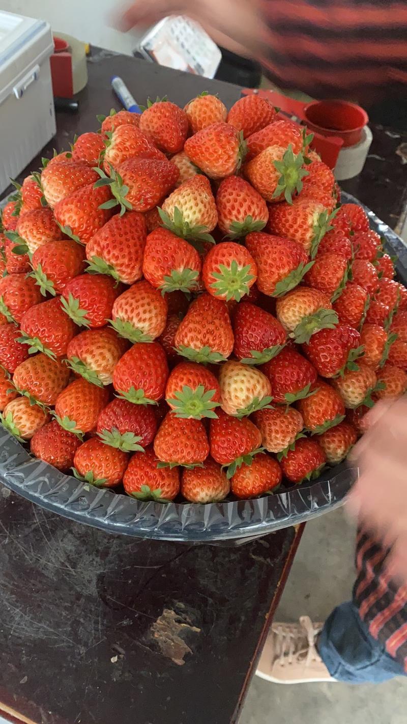 红颜草莓、大量上市、货源充足，近期大量上市、欢迎各位老板