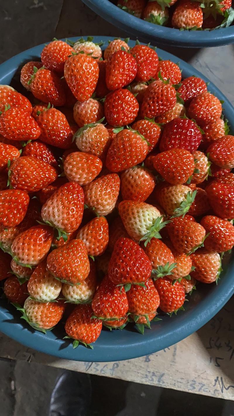 红颜草莓、大量上市、货源充足，近期大量上市、欢迎各位老板