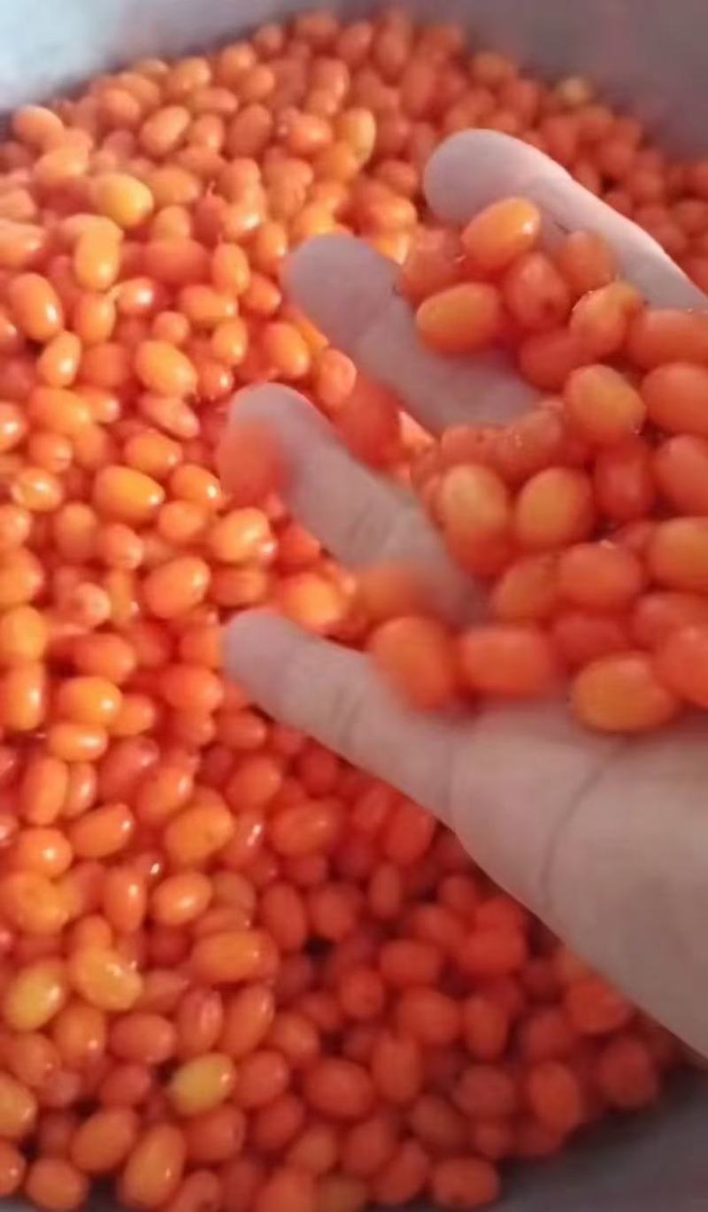 沙棘果