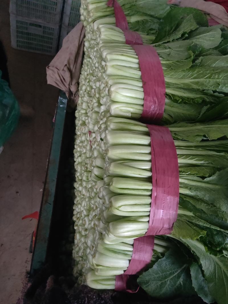邯郸永年小白菜一手货源，质量保证，价格优惠，需要联系我