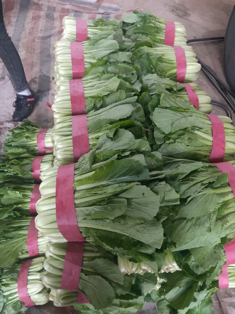 邯郸永年小白菜一手货源，质量保证，价格优惠，需要联系我
