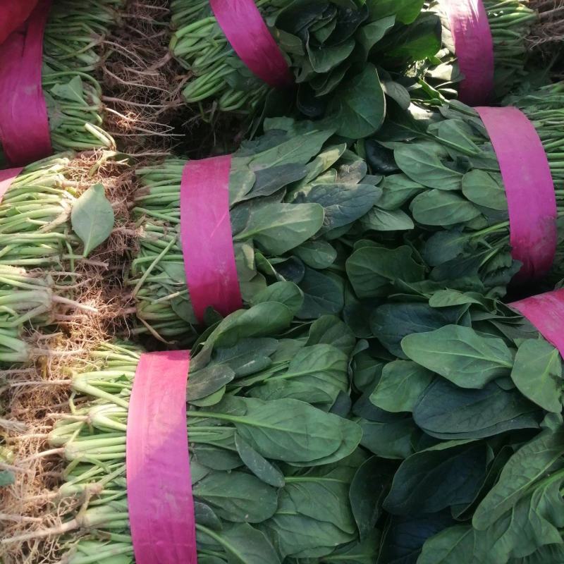 河南大棚尖叶打捆菠菜大量出货大叶菠菜全国代发