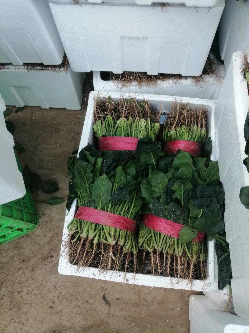 河南大棚尖叶打捆菠菜大量出货大叶菠菜全国代发