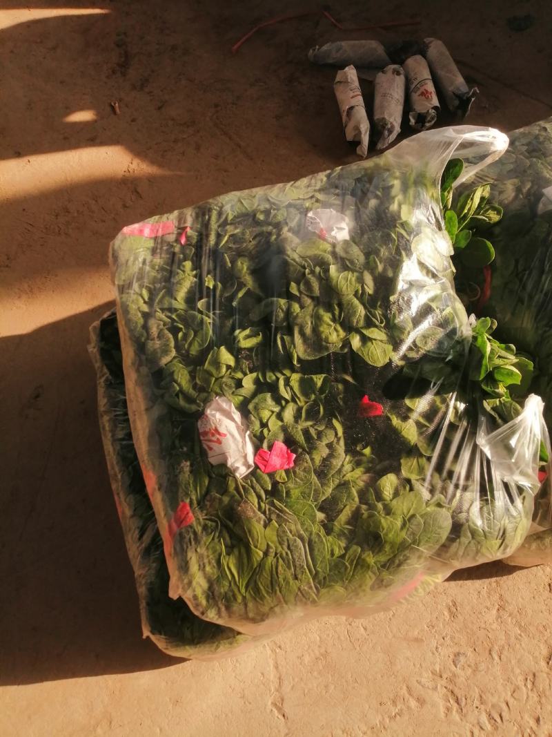 河南大棚尖叶打捆菠菜大量出货大叶菠菜全国代发