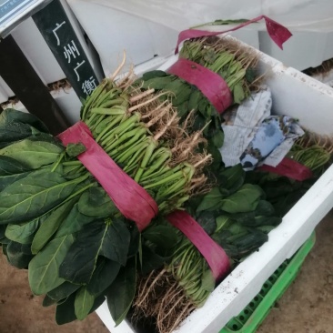 河南大棚尖叶打捆菠菜大量出货大叶菠菜全国代发