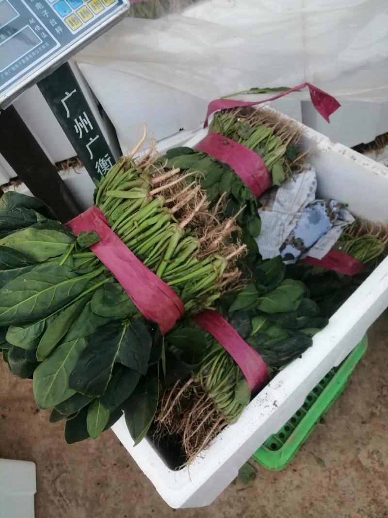 河南大棚尖叶打捆菠菜大量出货大叶菠菜全国代发