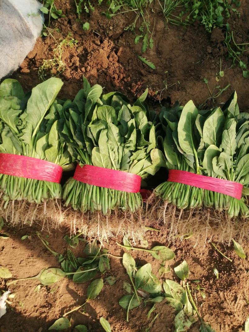 河南大棚尖叶打捆菠菜大量出货大叶菠菜全国代发