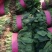河南大棚尖叶打捆菠菜大量出货大叶菠菜全国代发