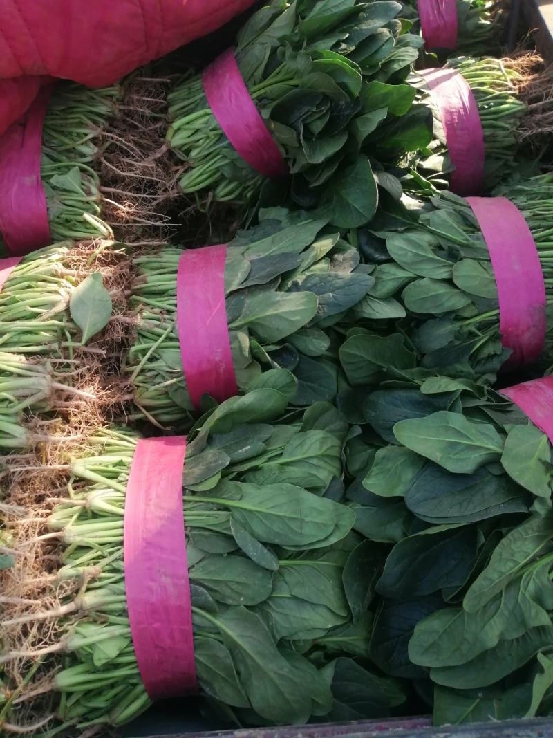 河南大棚尖叶打捆菠菜大量出货大叶菠菜全国代发