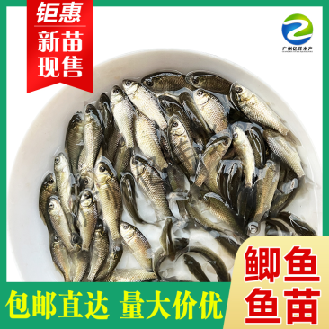 中科5号鲫鱼苗湘云鲫鱼苗全国发货包邮