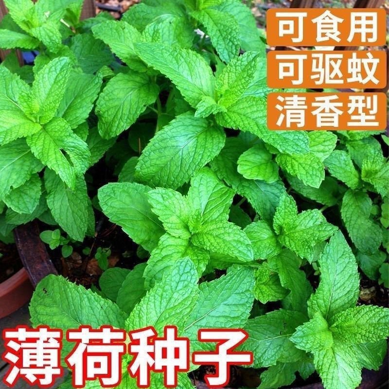 薄荷种子可食用芳香驱蚊四季盆栽薄荷室内阳台易种香草花种孑