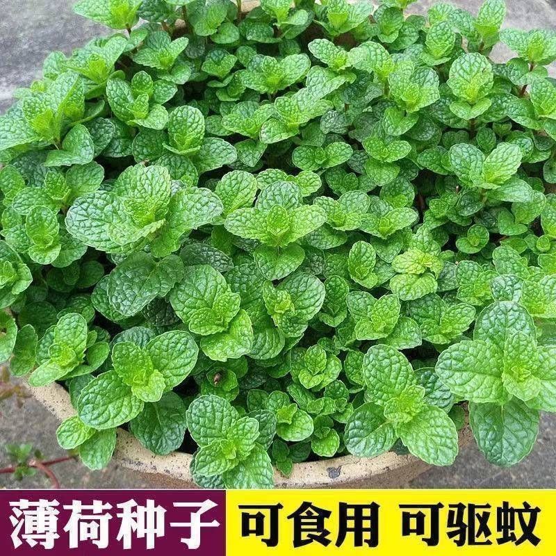 薄荷种子可食用芳香驱蚊四季盆栽薄荷室内阳台易种香草花种孑