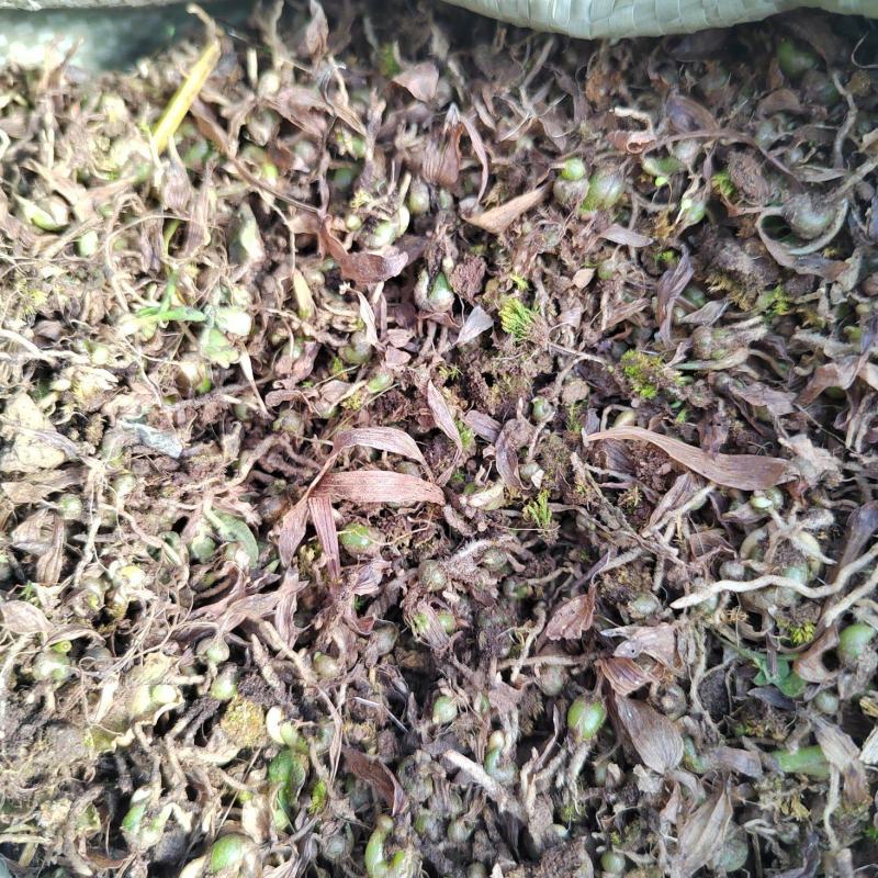 白芨直播种苗大量出售一手货源质量保证价格便宜