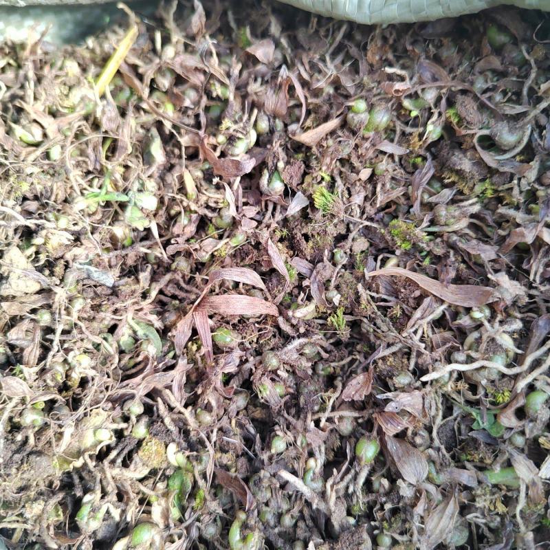 白芨直播种苗大量出售一手货源质量保证价格便宜