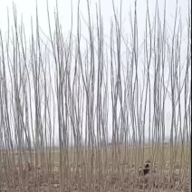 杨树苗