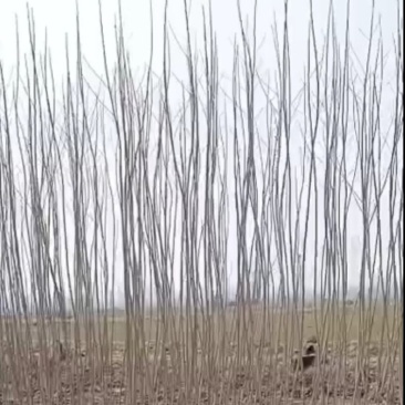 杨树苗