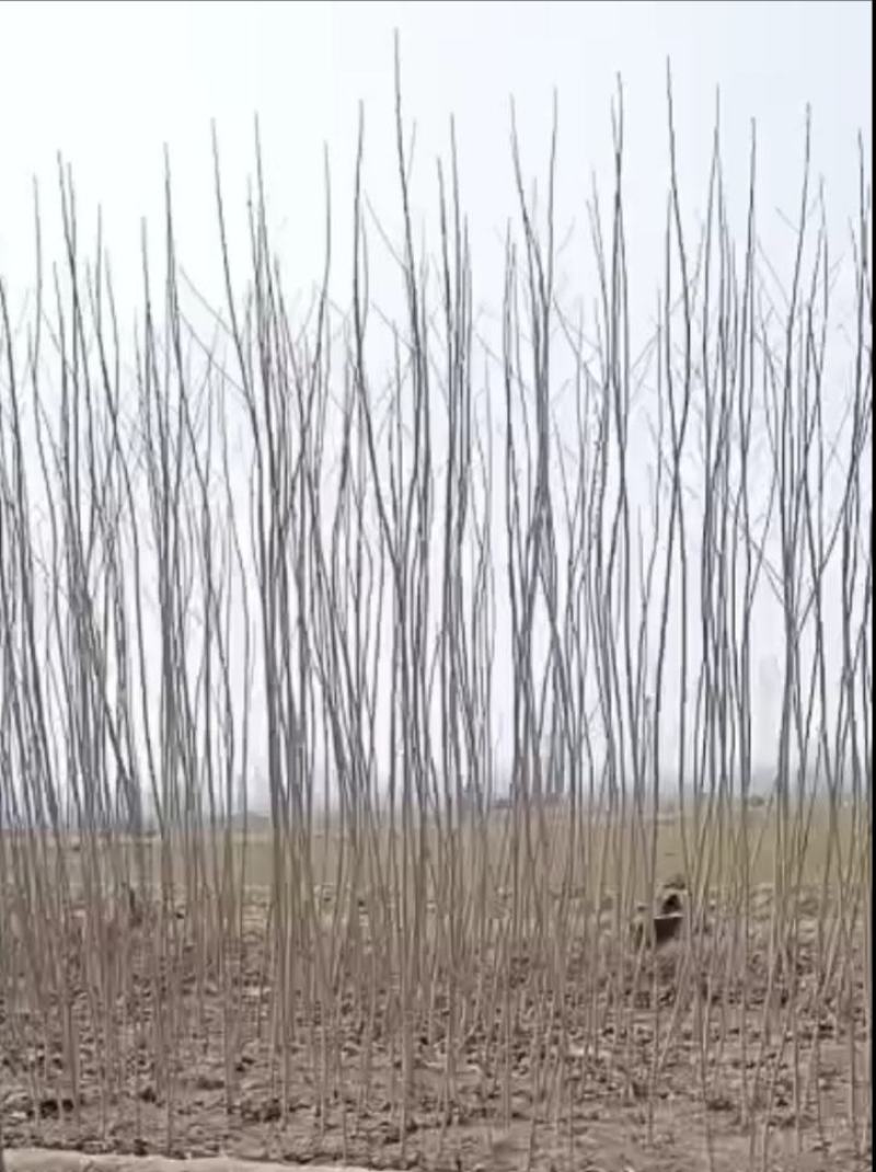 杨树苗