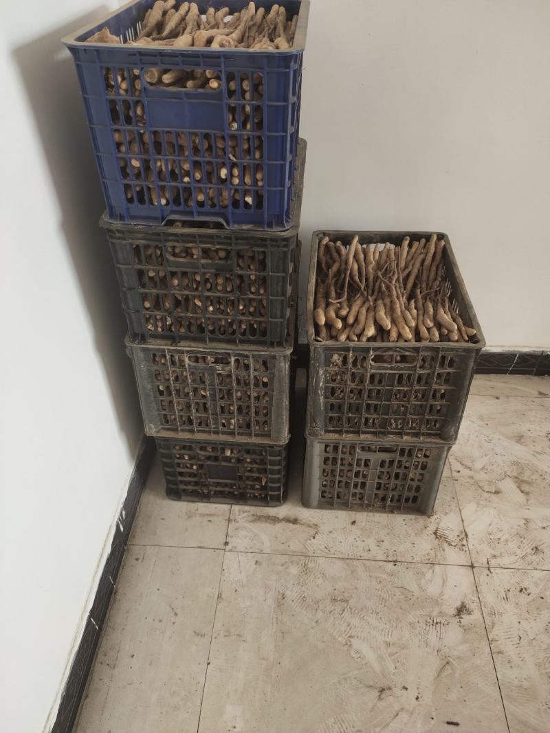 大量大量出售紫药独根立秧子，正在分检中，有需要的老板与我