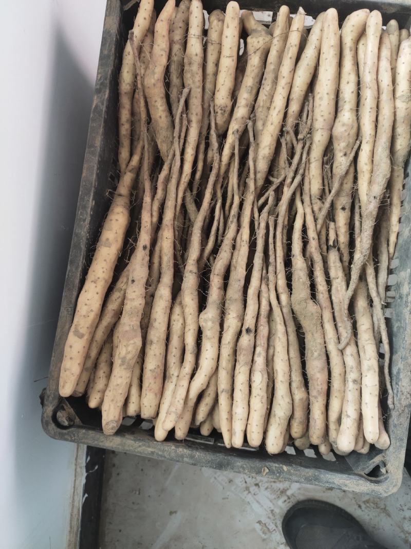 大量大量出售紫药独根立秧子，正在分检中，有需要的老板与我