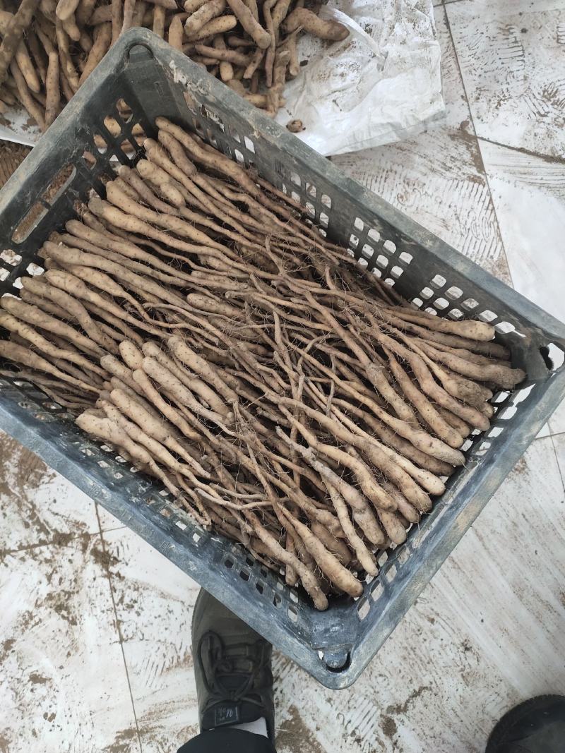 大量大量出售紫药独根立秧子，正在分检中，有需要的老板与我