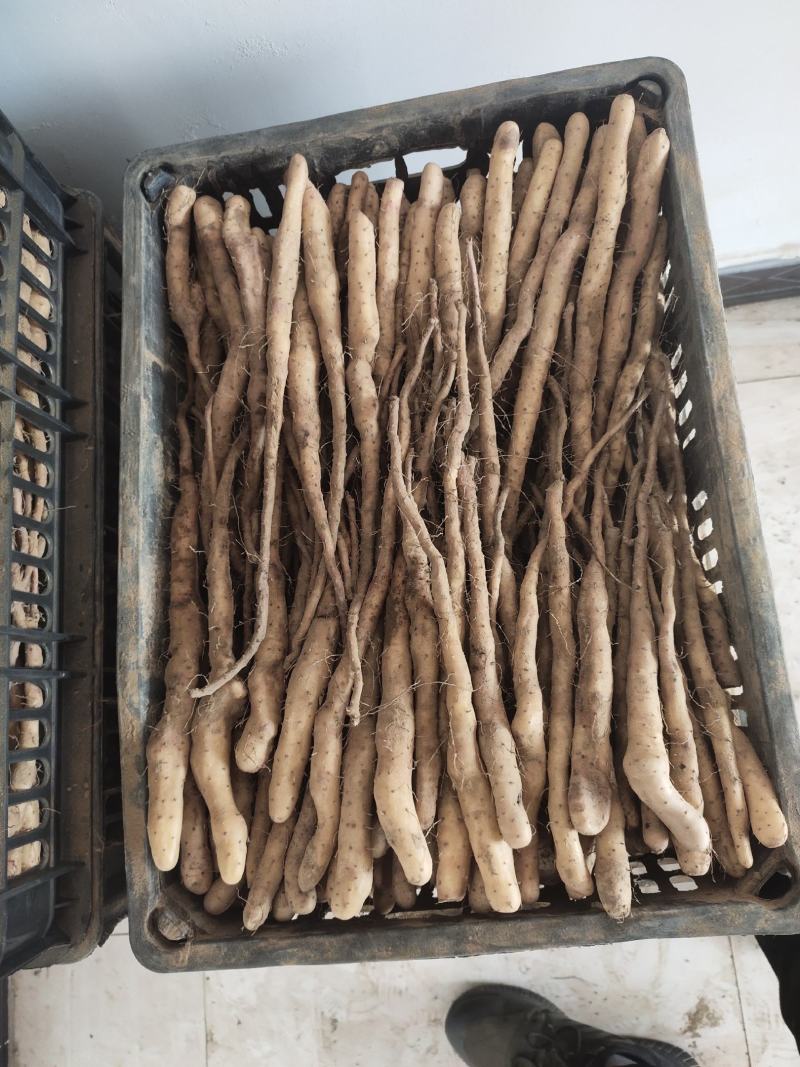 大量大量出售紫药独根立秧子，正在分检中，有需要的老板与我