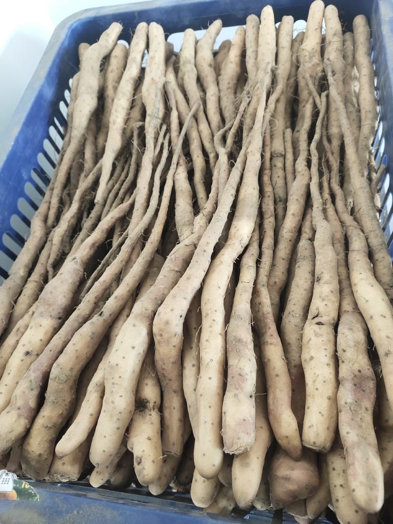 大量大量出售紫药独根立秧子，正在分检中，有需要的老板与我