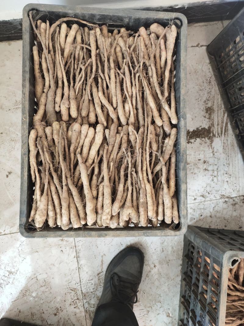 大量大量出售紫药独根立秧子，正在分检中，有需要的老板与我