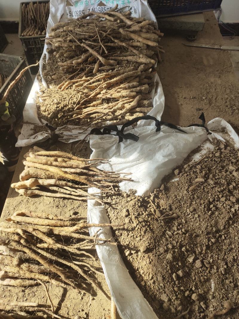 大量大量出售紫药独根立秧子，正在分检中，有需要的老板与我