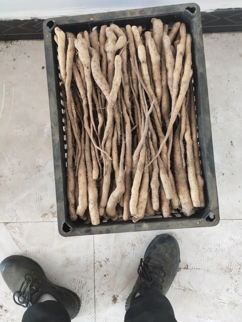 大量大量出售紫药独根立秧子，正在分检中，有需要的老板与我