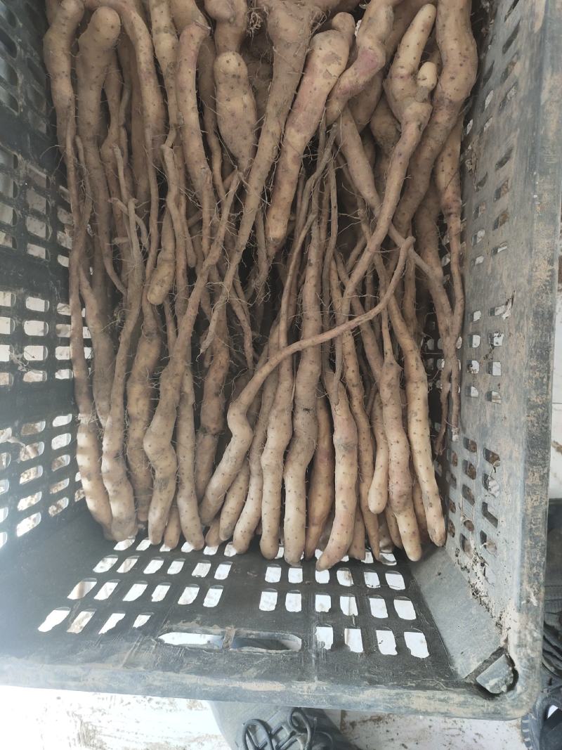 大量大量出售紫药独根立秧子，正在分检中，有需要的老板与我