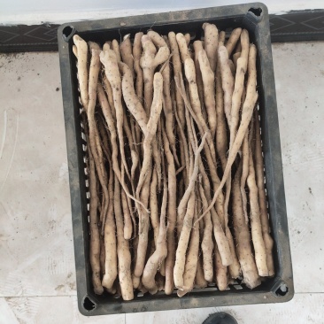 大量大量出售紫药独根立秧子，正在分检中，有需要的老板与我