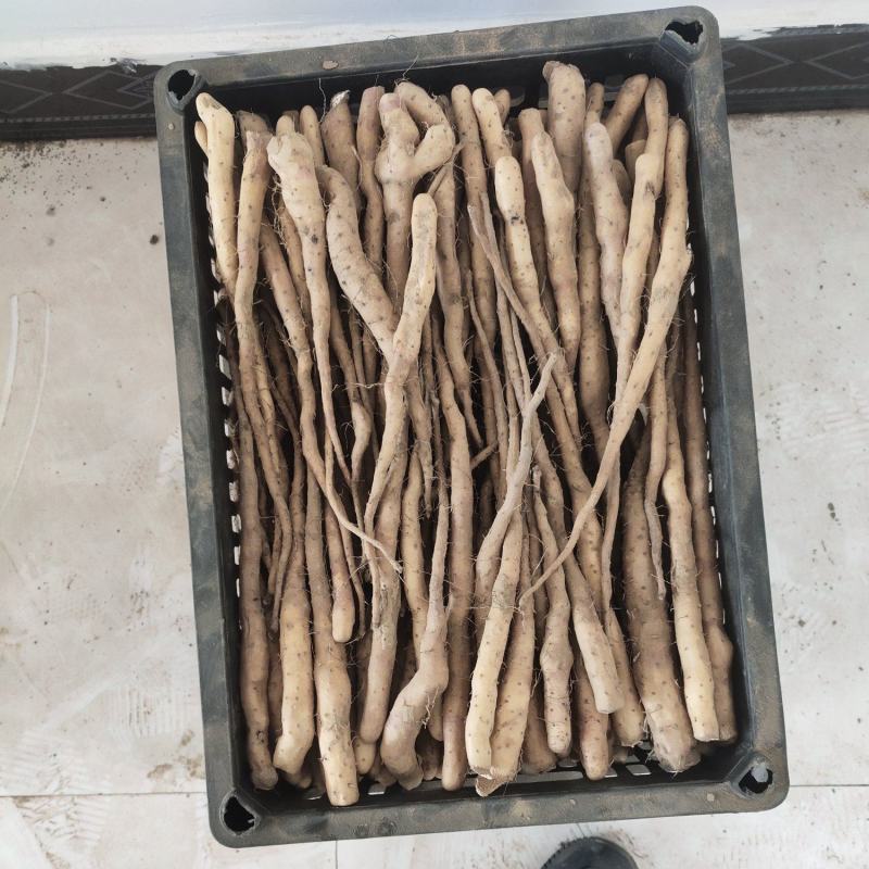 大量大量出售紫药独根立秧子，正在分检中，有需要的老板与我