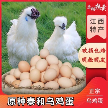 乌鸡种蛋
