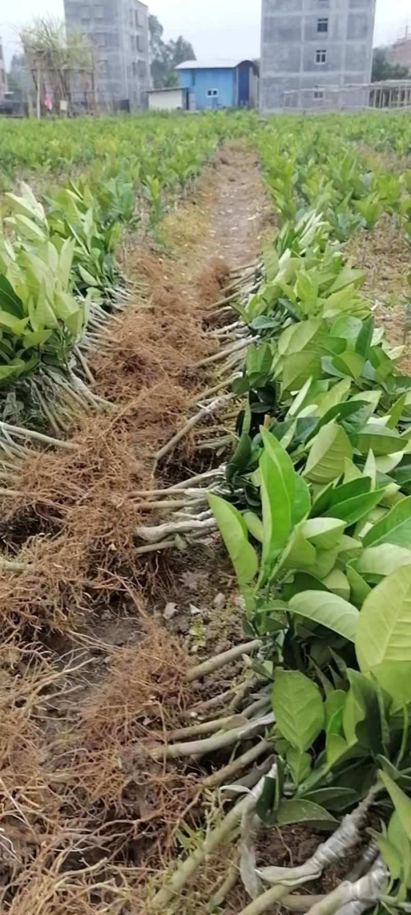 化橘红，正毛一年嫁接苗，三年挂果。量大可议价