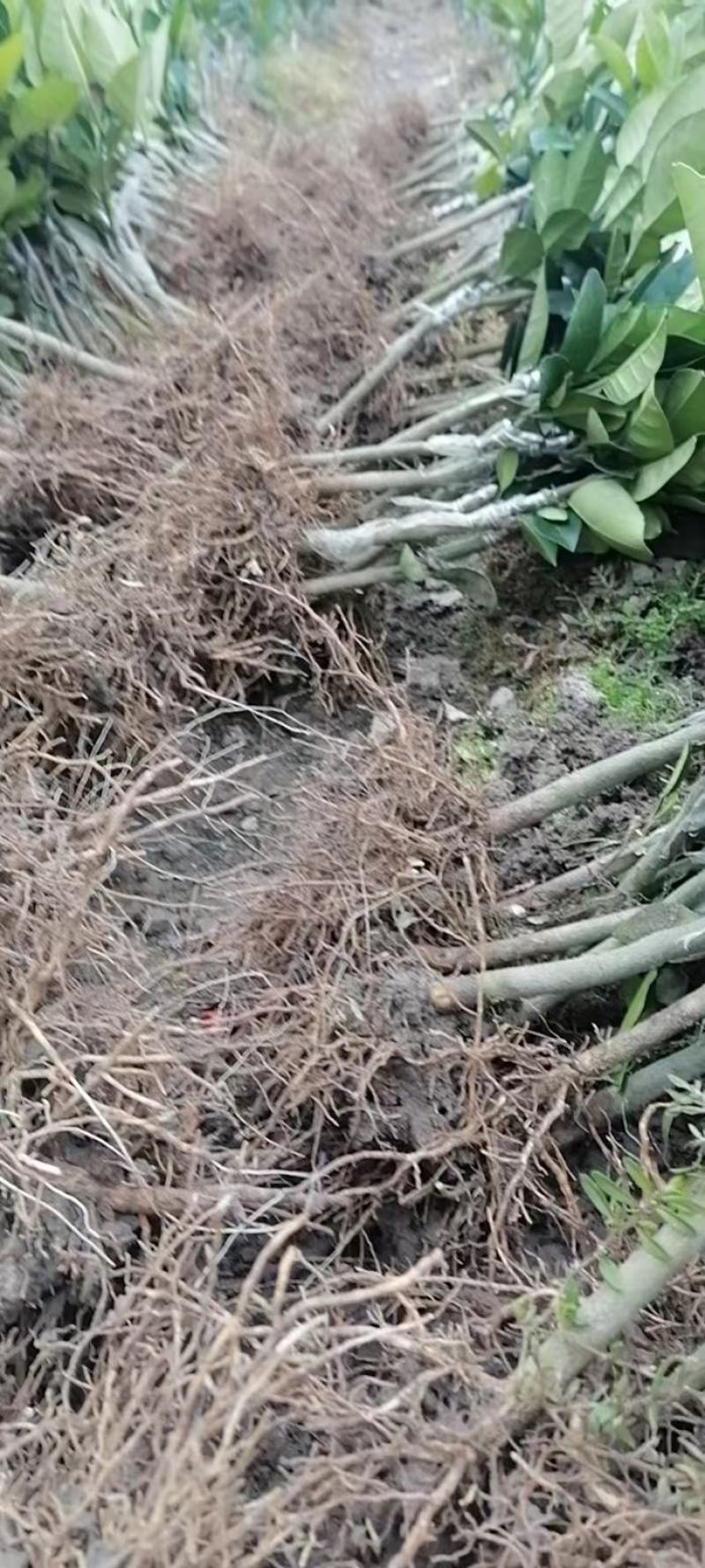化橘红，正毛一年嫁接苗，三年挂果。量大可议价