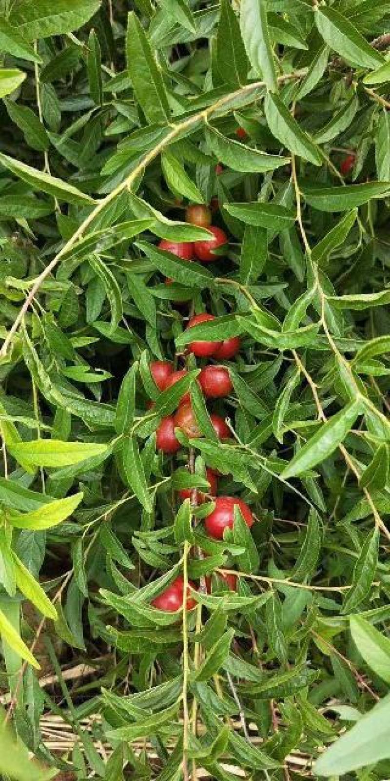 【精品推荐】农大红钙果苗当年栽苗第二年挂果产量高成活高