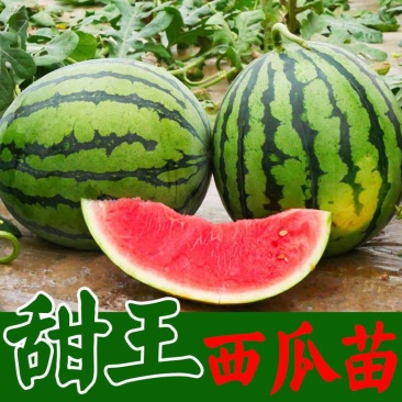 甜王西瓜苗甜王西瓜嫁接苗直播苗免费技术指导包回收