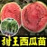 甜王西瓜苗甜王西瓜嫁接苗直播苗免费技术指导包回收