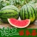 甜王西瓜苗甜王西瓜嫁接苗直播苗免费技术指导包回收