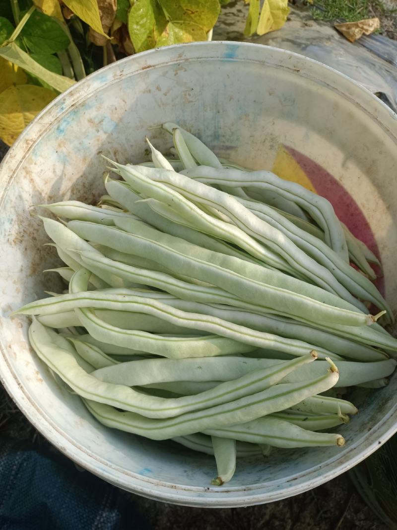 朝天椒