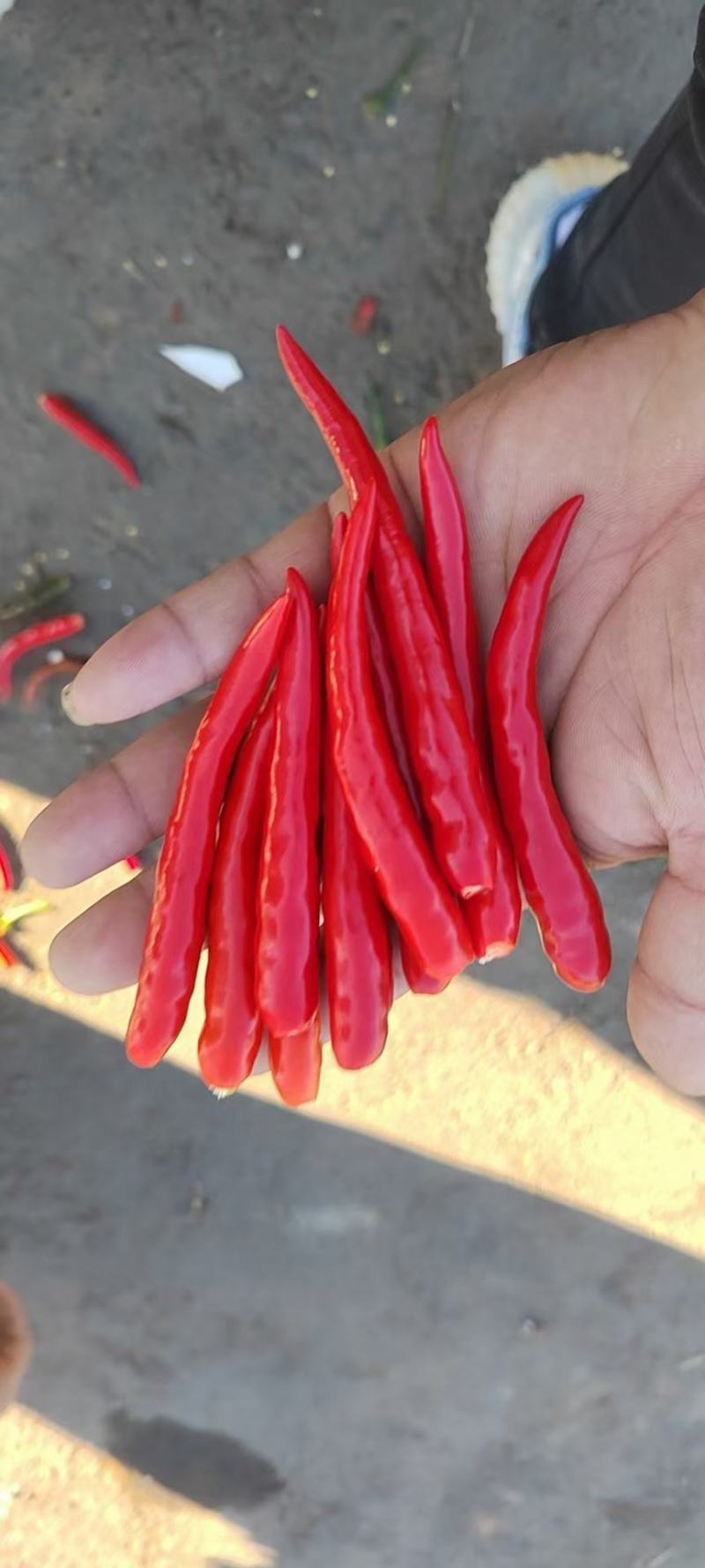 朝天椒