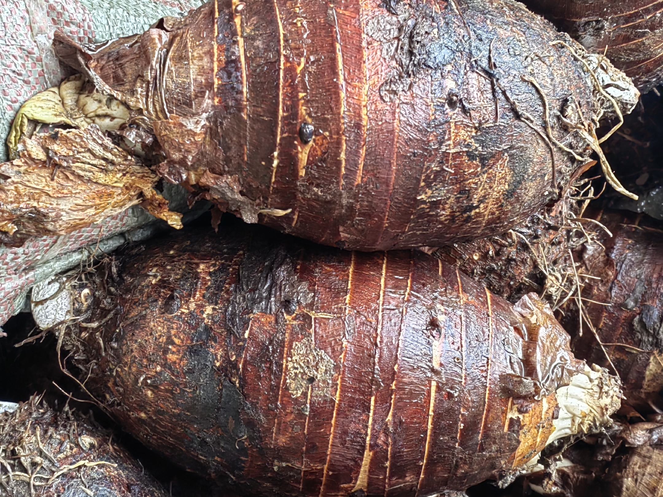 地图标注中国主要香芋产地,如广西荔浦、福建漳州、台湾嘉义等 香芋主要产地分布图