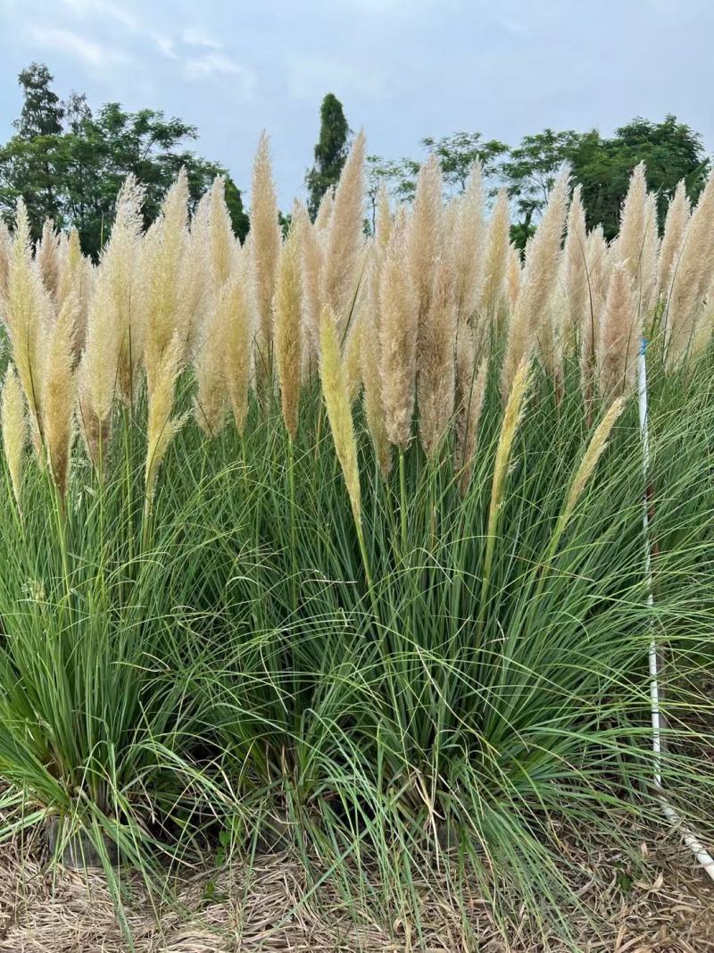 基地批发供应矮蒲苇袋苗工程绿化苗