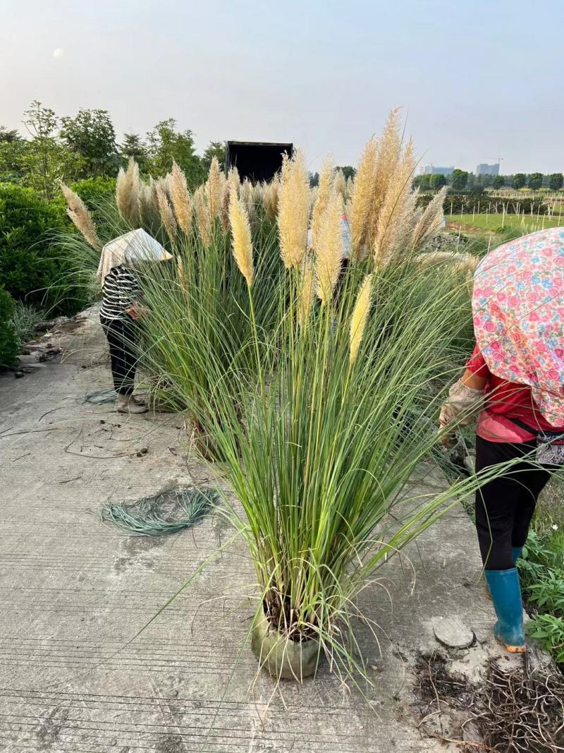 基地批发供应矮蒲苇袋苗工程绿化苗