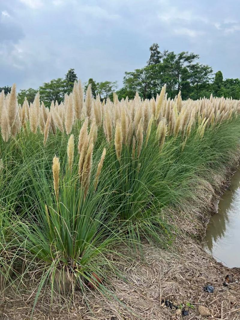 基地批发供应矮蒲苇袋苗工程绿化苗